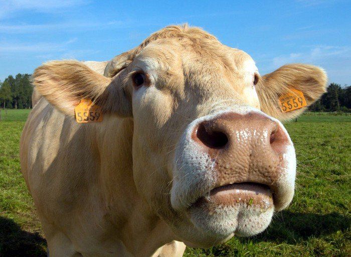 compounds and color masterbatch for livestock ear tags