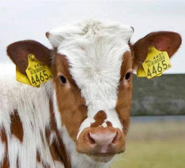 cattle ear tags