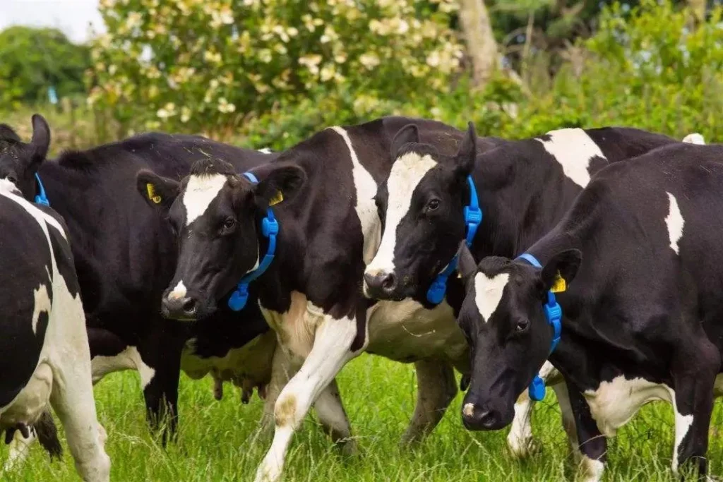 cattle identification tags