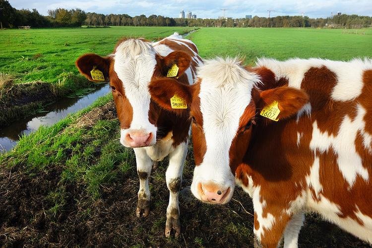 livestock identification ear tags