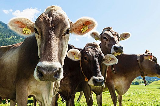 livestock identification tags cattle with ear tags