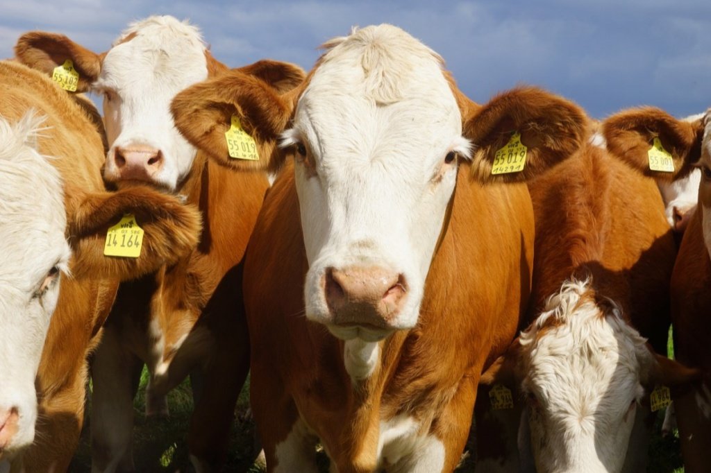 identification cattle tags