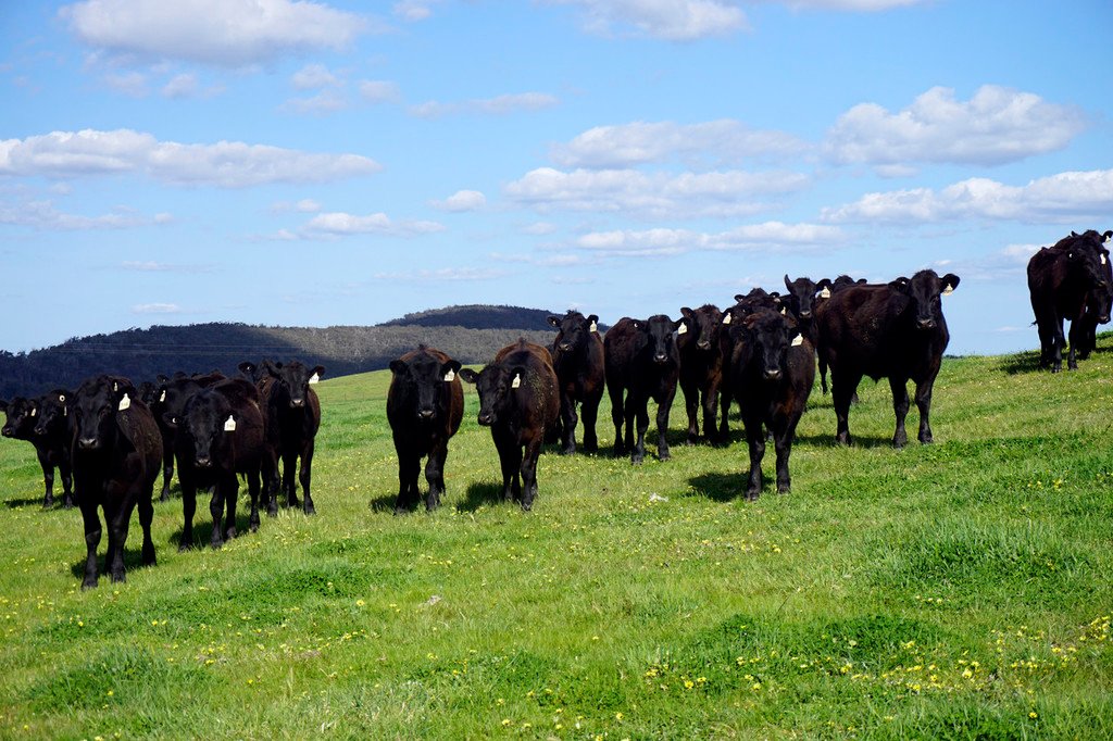 livestock identification cattle ear tags