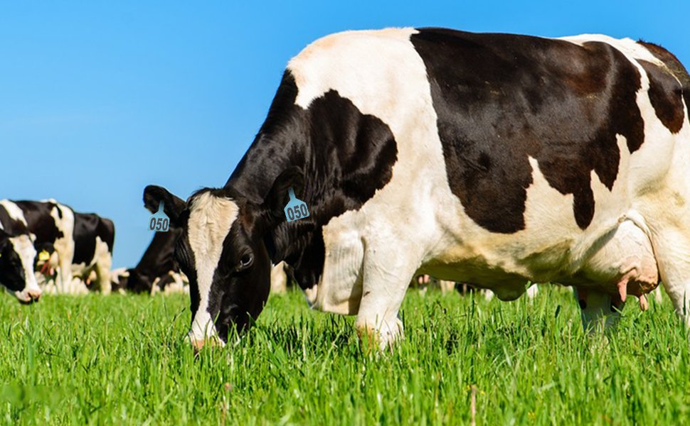 cattle with blue ear tags